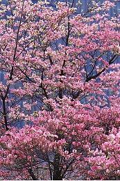 多平台同步发行策略大成功 《女神异闻录》系列总销量已达2350万